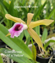 Load image into Gallery viewer, Cattleya tenebrosa
