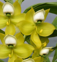 Cargar imagen en el visor de la galería, Cycnoches chlorochilum &#39;Giant Swan&#39;
