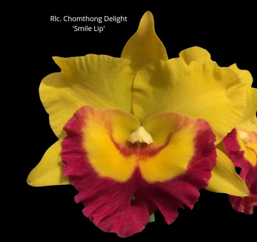 Rlc.Chomthong Delight 'Smile Lip'