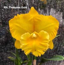 Load image into Gallery viewer, Rlc.Thaksina Gold
