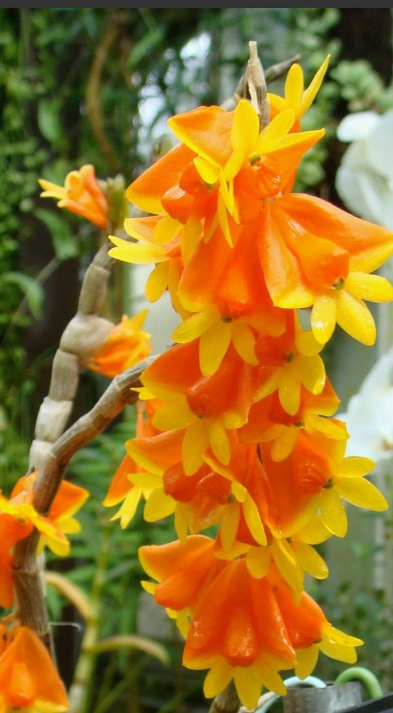 Dendrobium chrysopterum