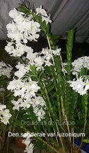 Cargar imagen en el visor de la galería, Dendrobium sanderae var luzonicum

