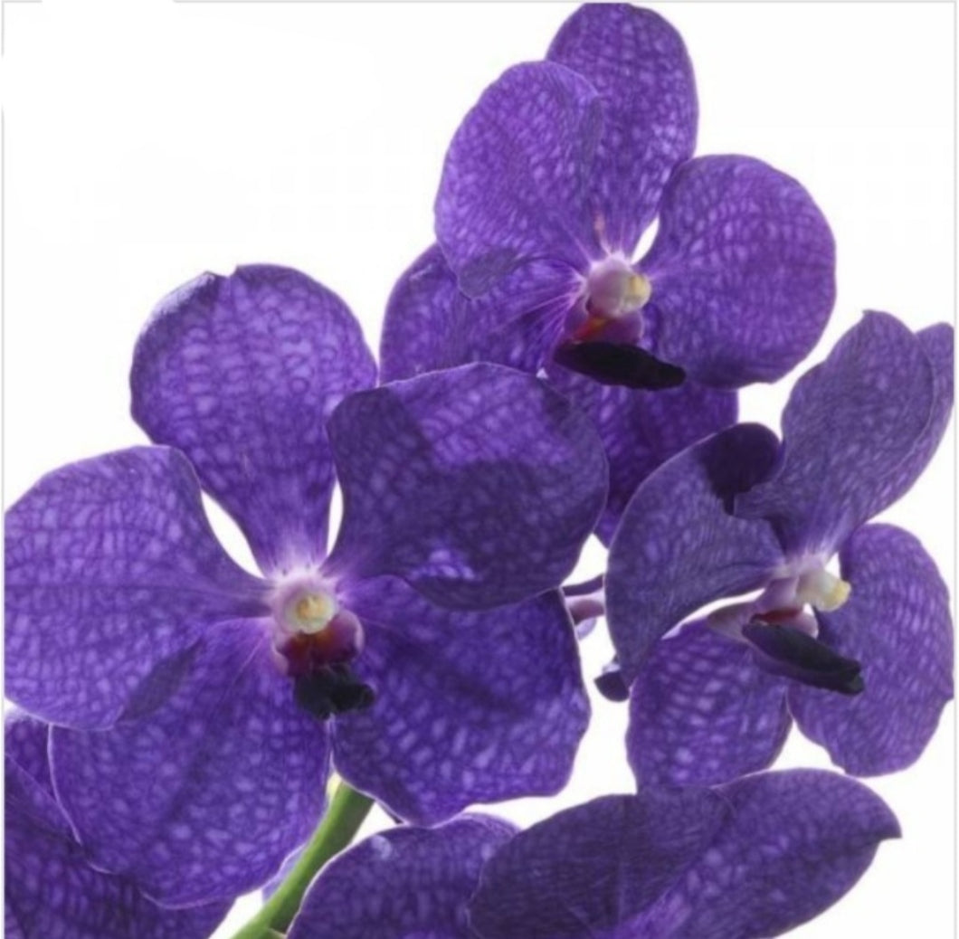 Vanda Pachara Delight