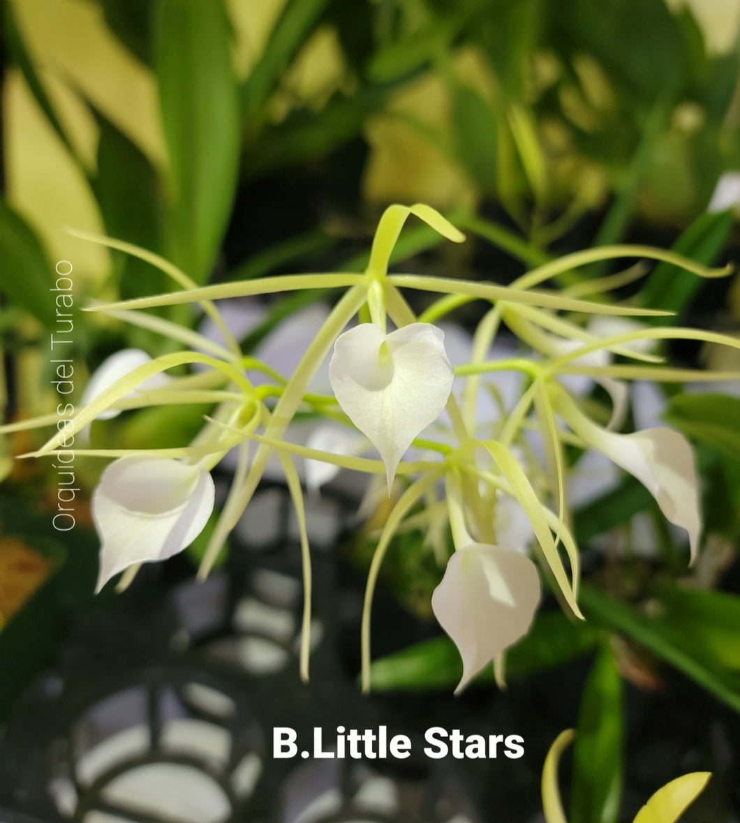 Brassavola Little Stars