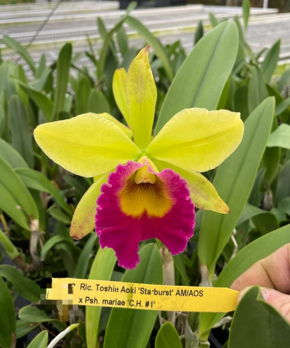 Rlc.Toshie Aoki 'Starburst' AM/ AOS x Prosthechea mariae 'C.H.#1'