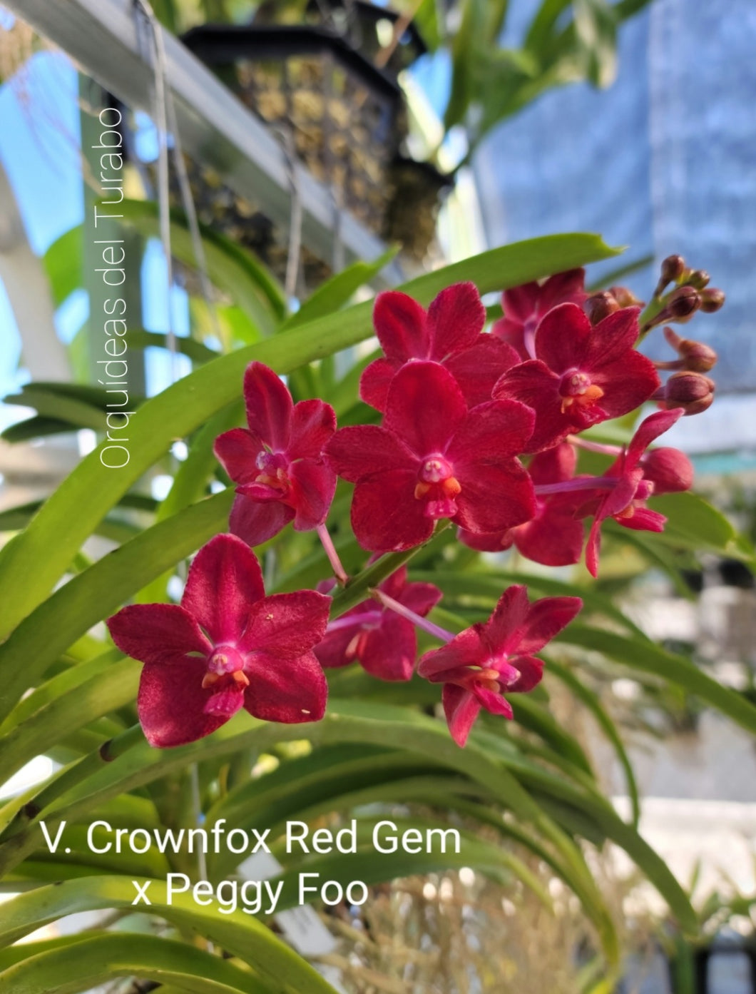 Vanda Crownfox Red Gem x Vanda Peggy Foo