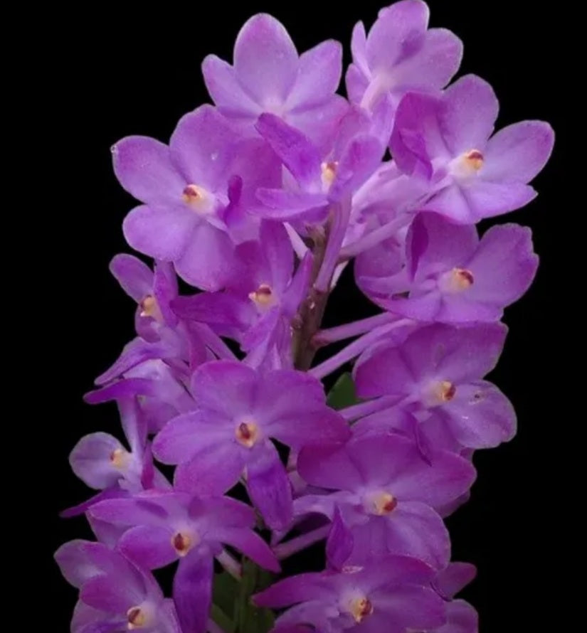 Vandachostylis Lilac Blossom 'Blue Saphire'