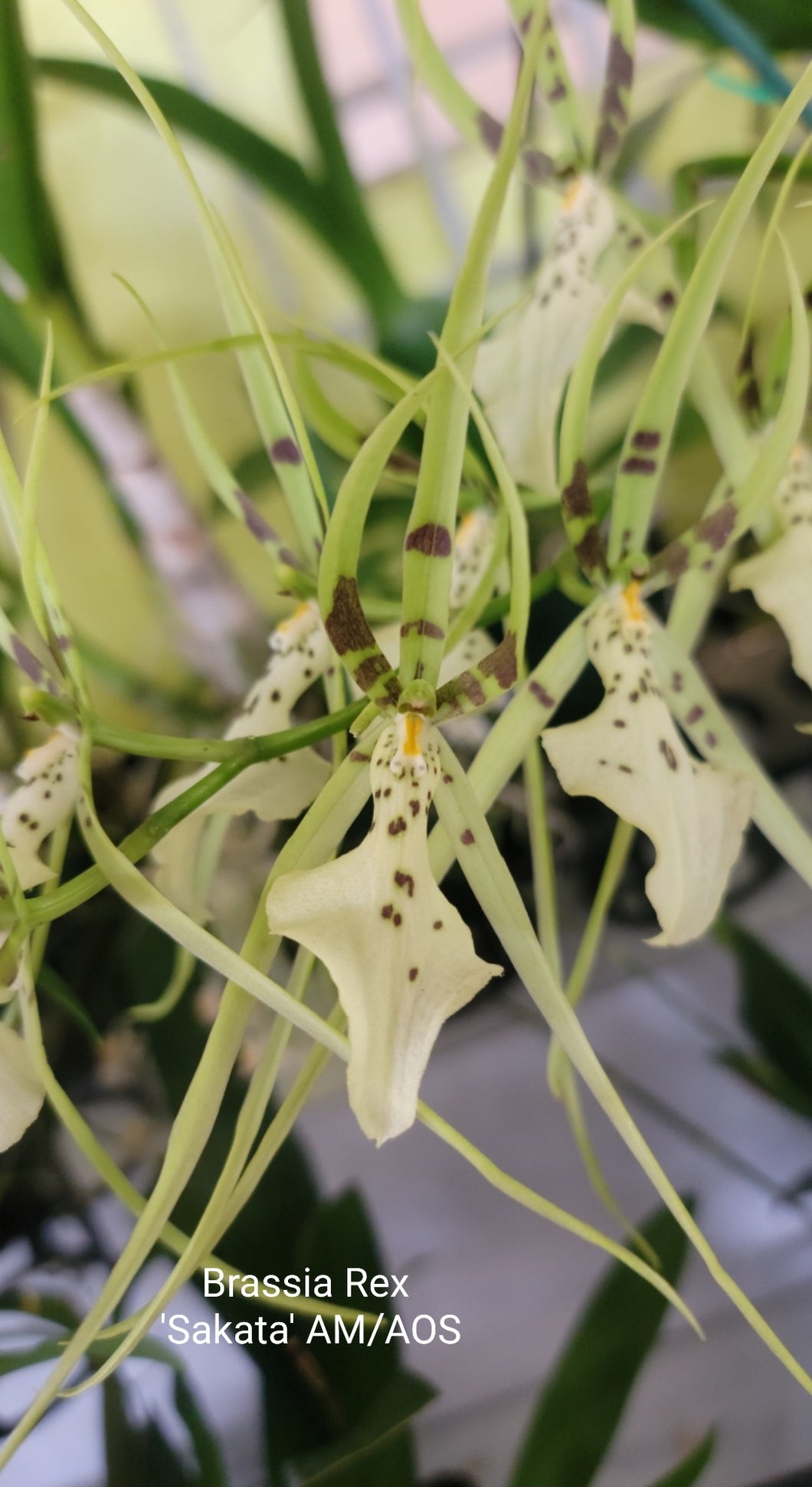 Brassia Rex 'Sakata' AM/AOS