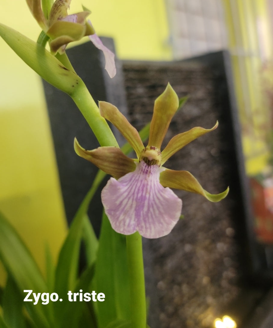 Zygopetalum triste