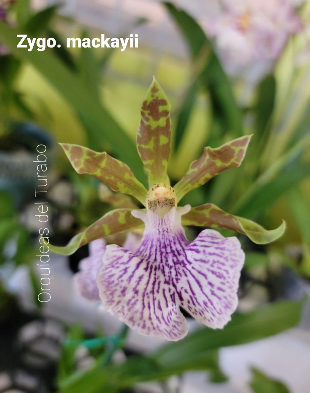 Zygopetalum mackayii