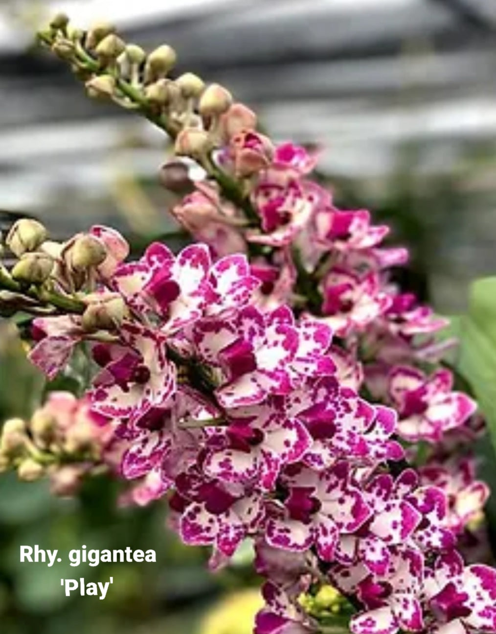 Rhynchostylis gigantea 'Play'