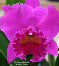Load image into Gallery viewer, Rlc.Haruko Kanzaki &#39;Volcano Queen&#39;
