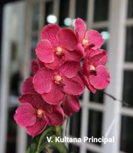 Load image into Gallery viewer, Vanda Kultana Principal
