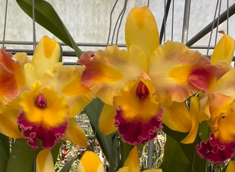 Rlc.Amazing Bangkok