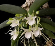 Cargar imagen en el visor de la galería, Angraecum leonis
