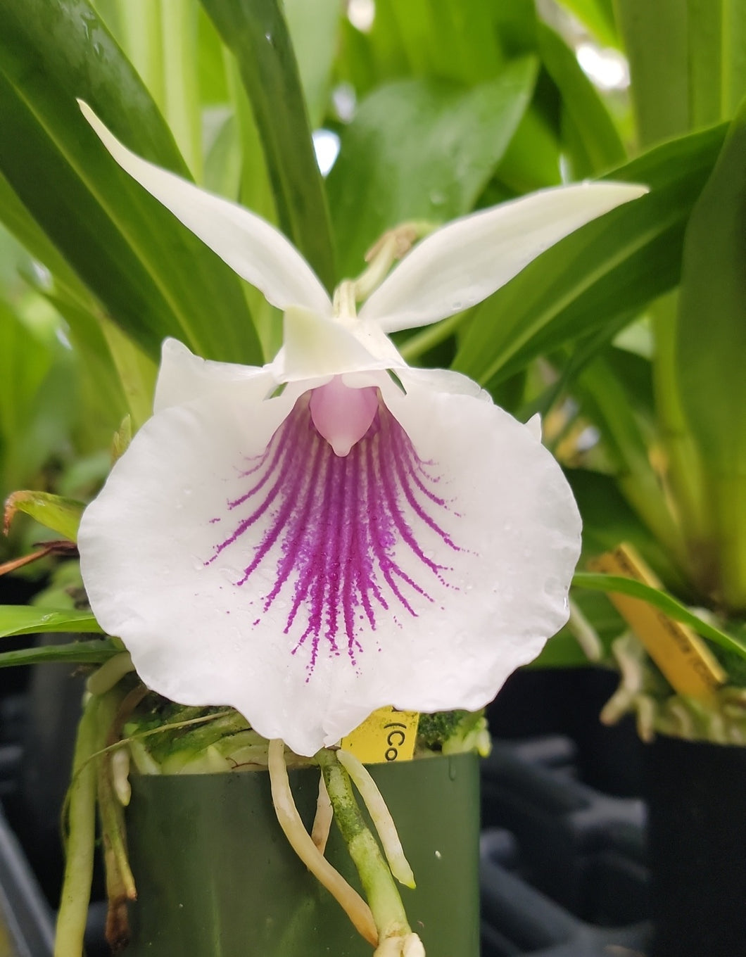 Cochleanthes amazonica