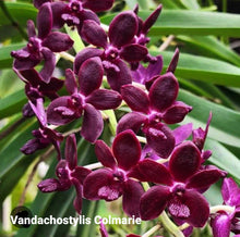 Load image into Gallery viewer, Vandachostylis Colmarie
