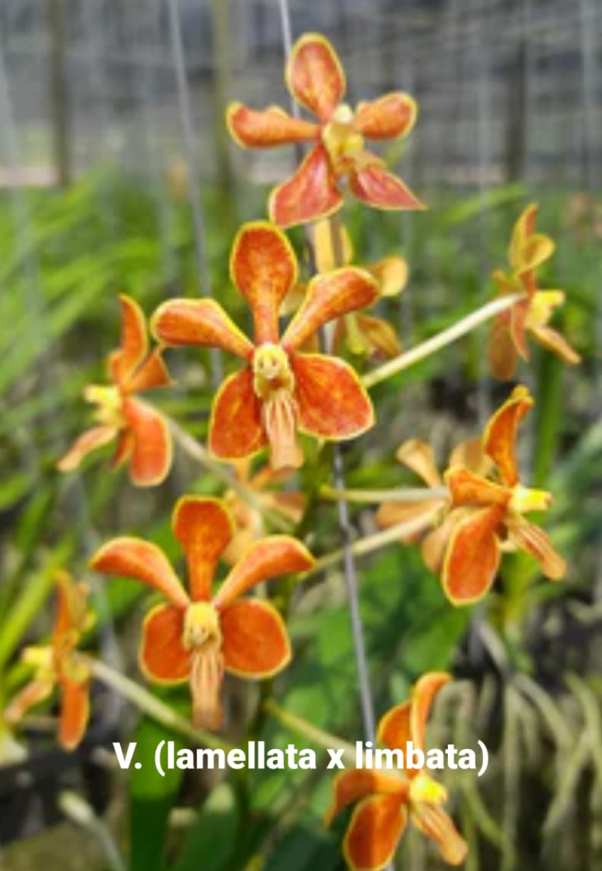 Vanda lamellata x limbata