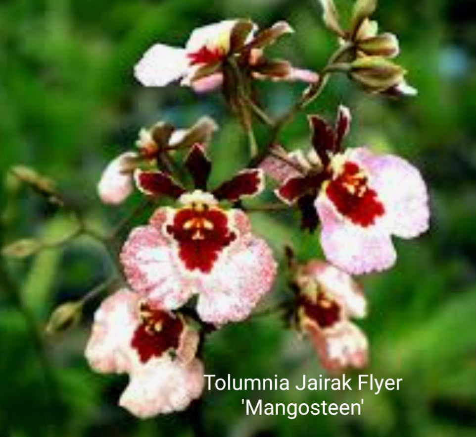 Tolumnia Jairak Flyer 'Mangosteen'