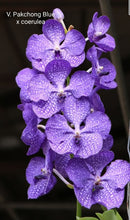Load image into Gallery viewer, Vanda Pakchong Blue x coerulea
