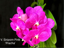 Load image into Gallery viewer, Vanda Siriporn Pink &#39;Pracha&#39;
