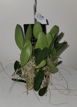 Cargar imagen en el visor de la galería, Dendrobium Ueang Pheung
