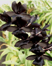 Load image into Gallery viewer, Monn.Millenium Magic &#39;Witchcraft&#39;  FCC/AOS
