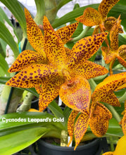 Load image into Gallery viewer, Cycnodes Leopard&#39;s Gold
