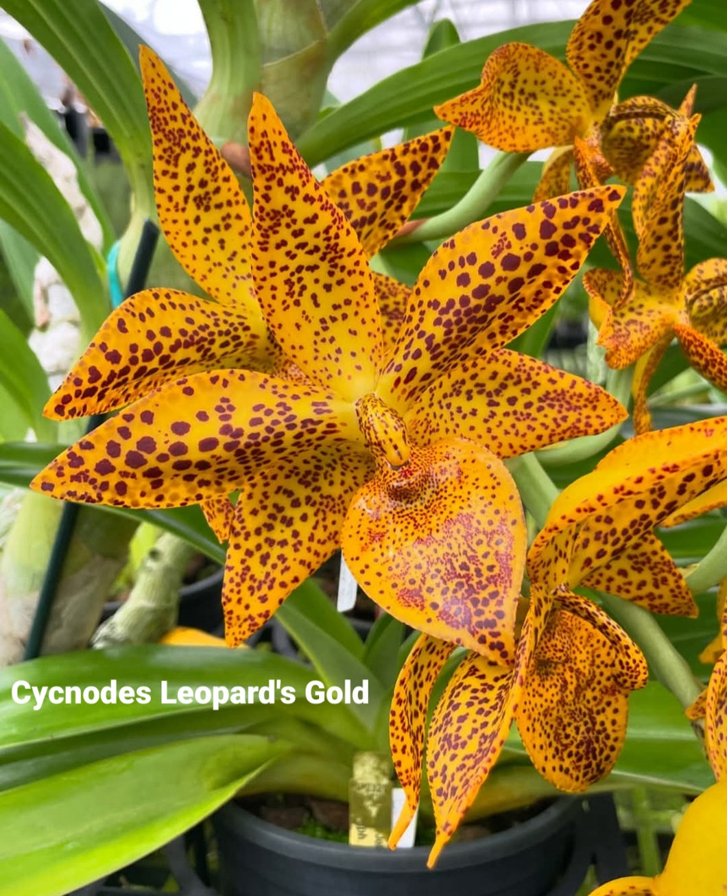 Cycnodes Leopard's Gold