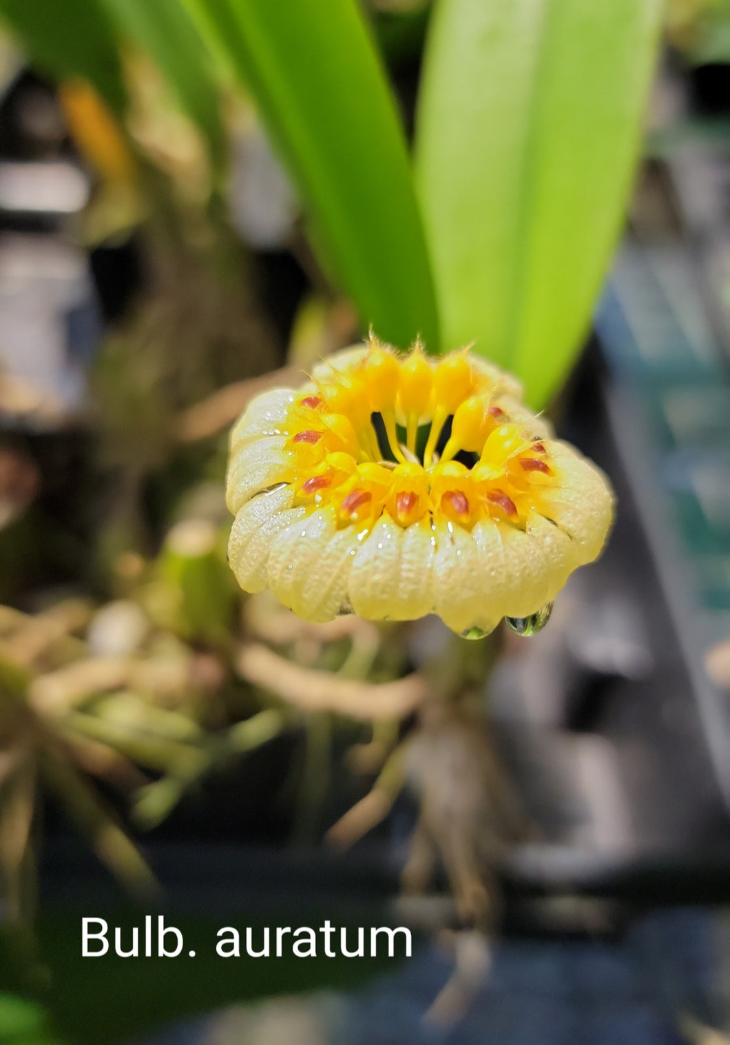 Bulbophyllum auratum
