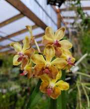 Load image into Gallery viewer, Vanda M.V. Tannins                         V. ( lamellata x Thianchai)
