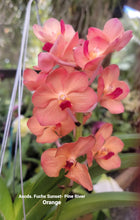 Cargar imagen en el visor de la galería, Ascda. Fuchs Sunset - Pine River Orange
