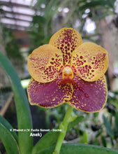 Load image into Gallery viewer, V. Phairot x ( V. Fuchs Sunset - Doctor Anek)
