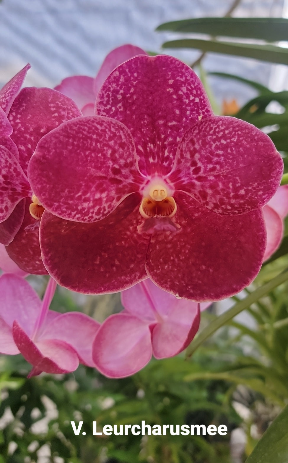 Vanda Leurcharusmee