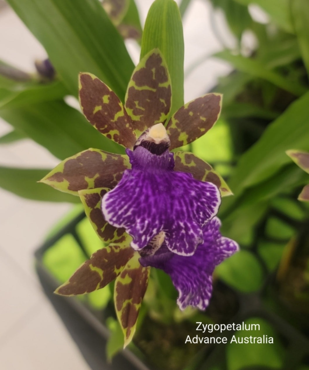 Zygopetalum Advance Australia