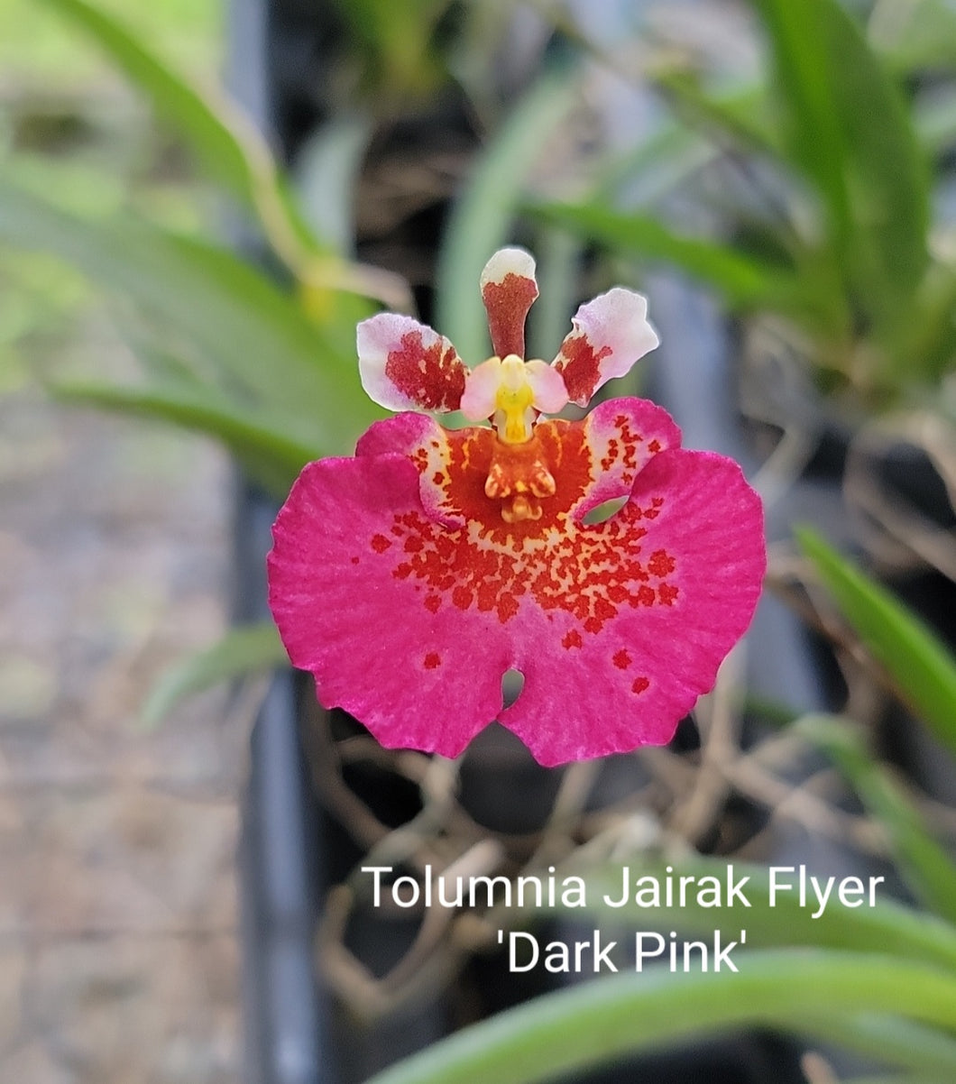 Tolumnia Jairak Flyer 'Dark Pink'