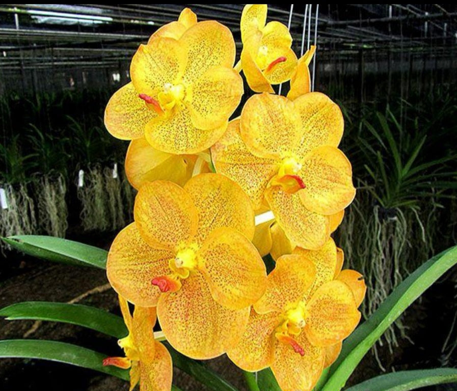 Vanda Ratchaburi Beauty