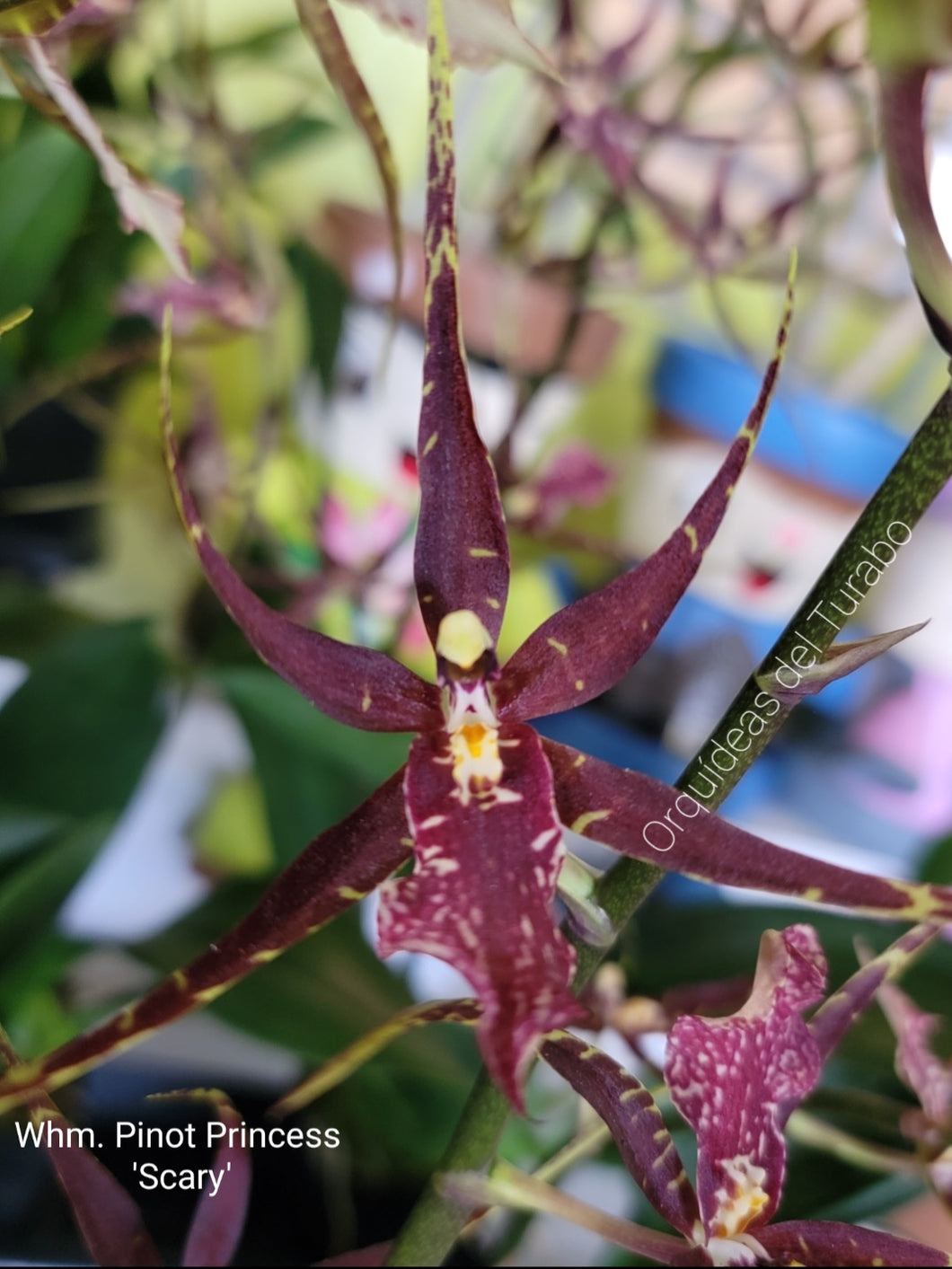 Whm.Pinot Princess 'Scary'