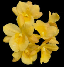 Cargar imagen en el visor de la galería, Ctna. Why Not &#39;Yellow&#39;
