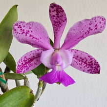 Load image into Gallery viewer, Cattleya Measuresiana
