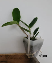 Load image into Gallery viewer, Cattleya Measuresiana
