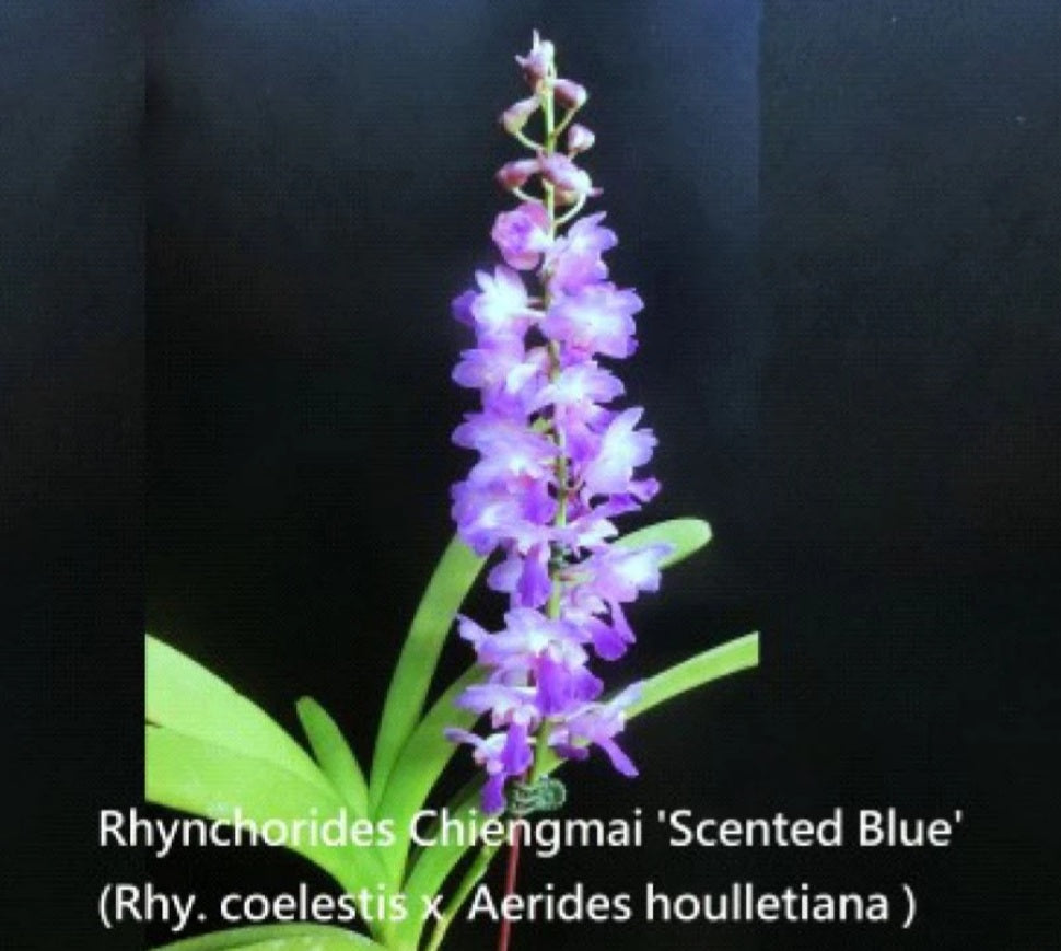 Rhynchorides Chiengmai 'Scented Blue'