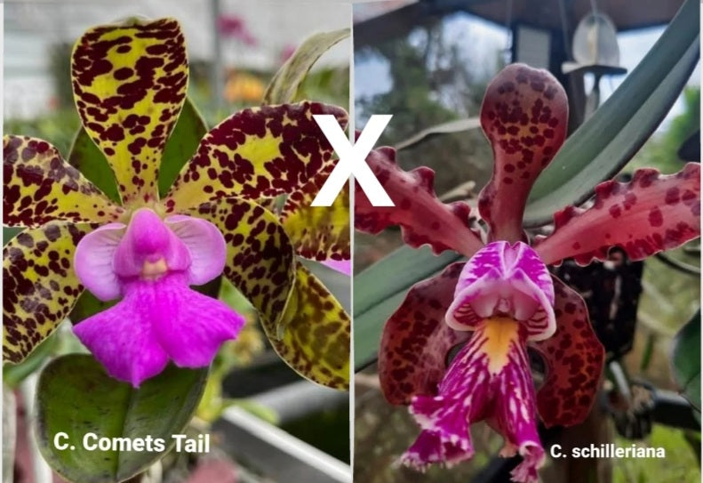 C. Comets Tail x C. schilleriana