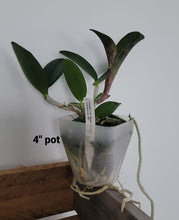 Cargar imagen en el visor de la galería, C. Comets Tail x C. schilleriana
