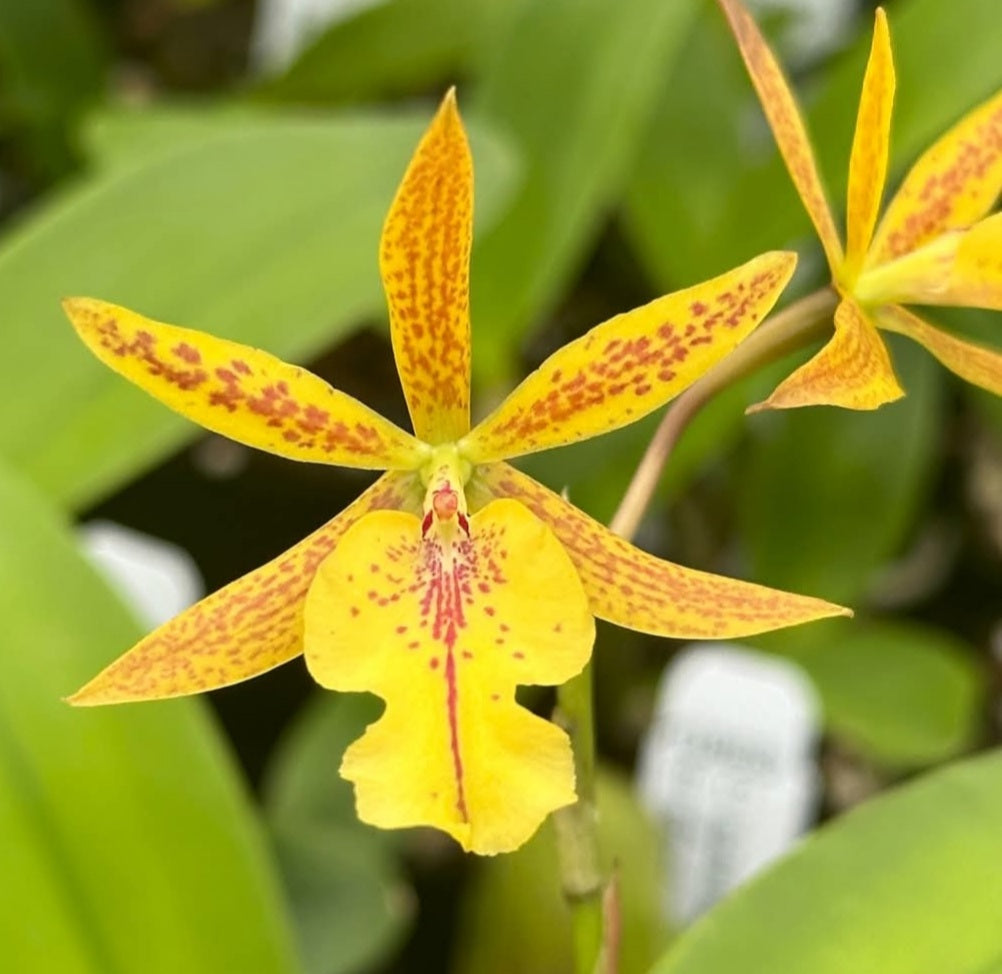 C aurantiaca 'Spots' x Epi.stamfordianum