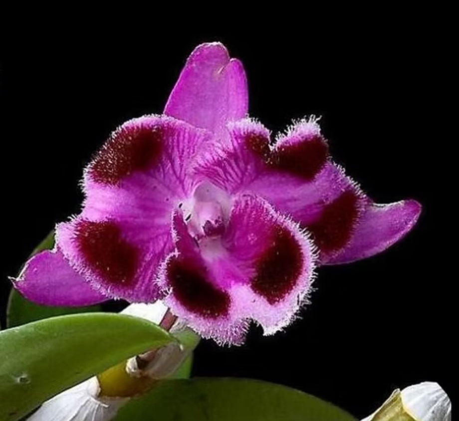 Dendrobium parishii 'Six Eyes'