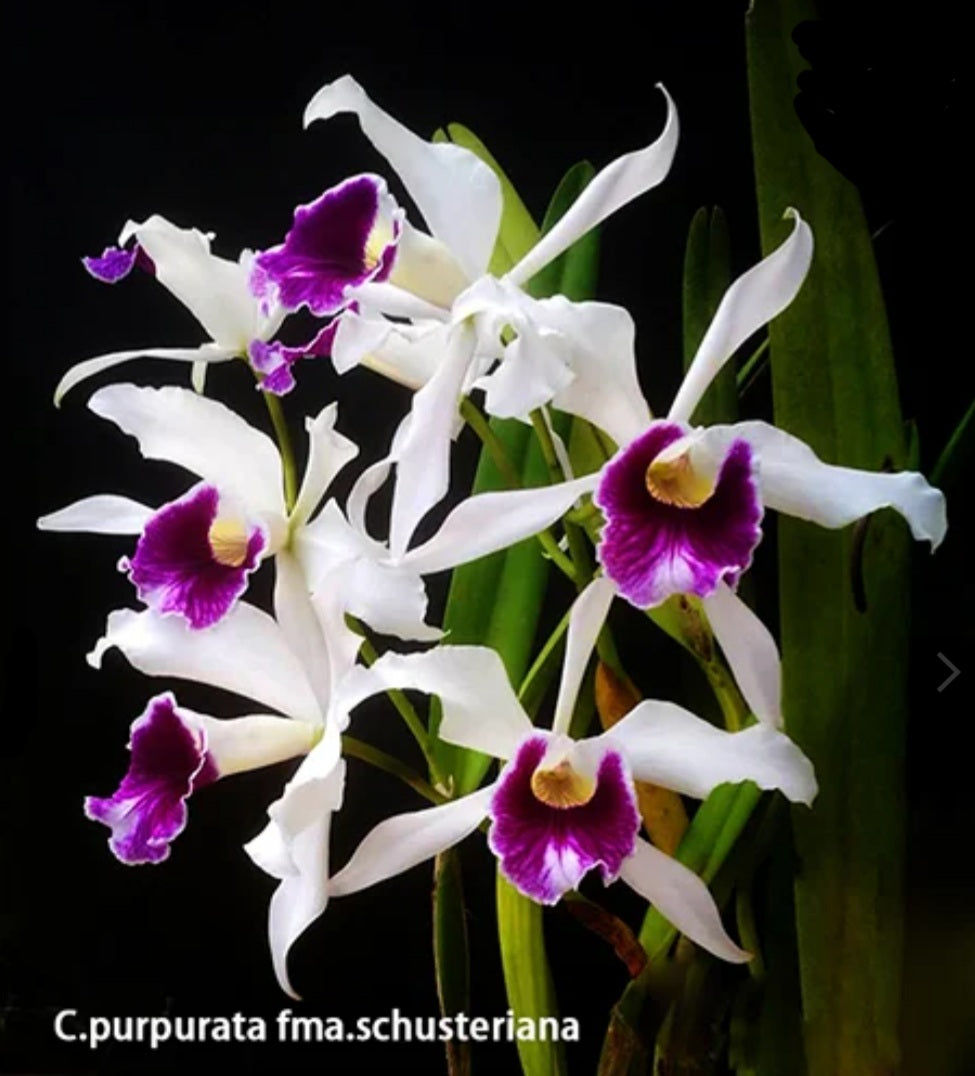 C. purpurata v. schusteriana