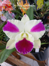 Load image into Gallery viewer, Rlc. Fong Yuan Beauty &#39;Da-Hsin&#39;
