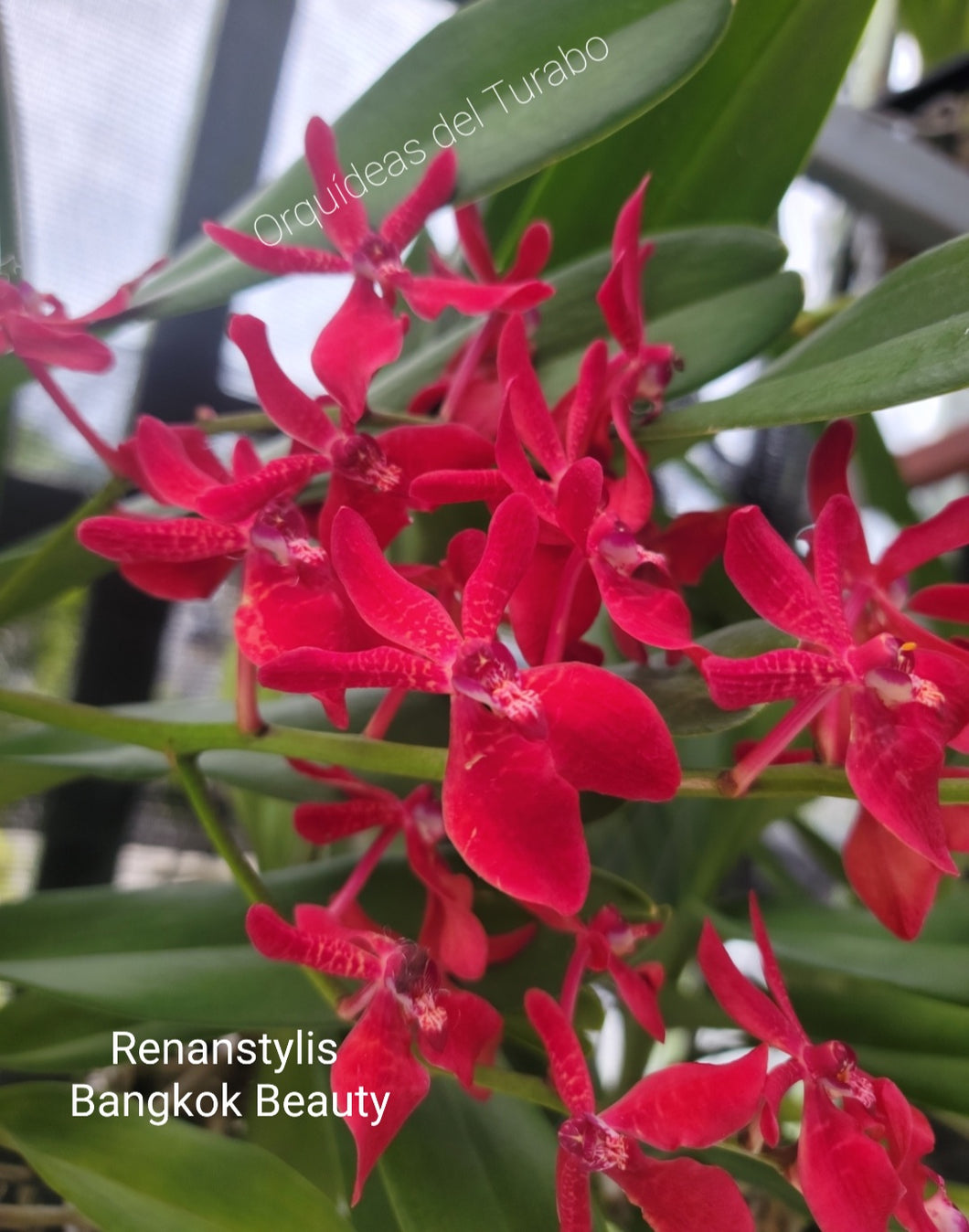 Renanstylis Bangkok Beauty