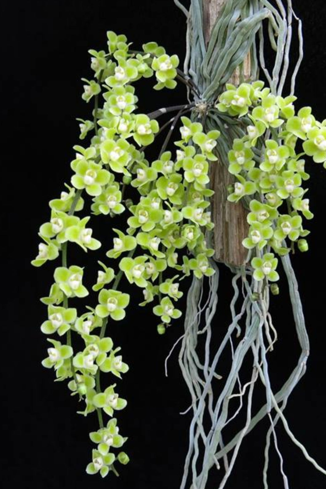 Chiloschista viridiflava